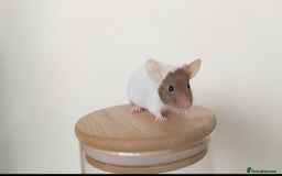 Mouse rodents for sale: 🐭 Female Mice Available for Adoption 🐭 - Image 6