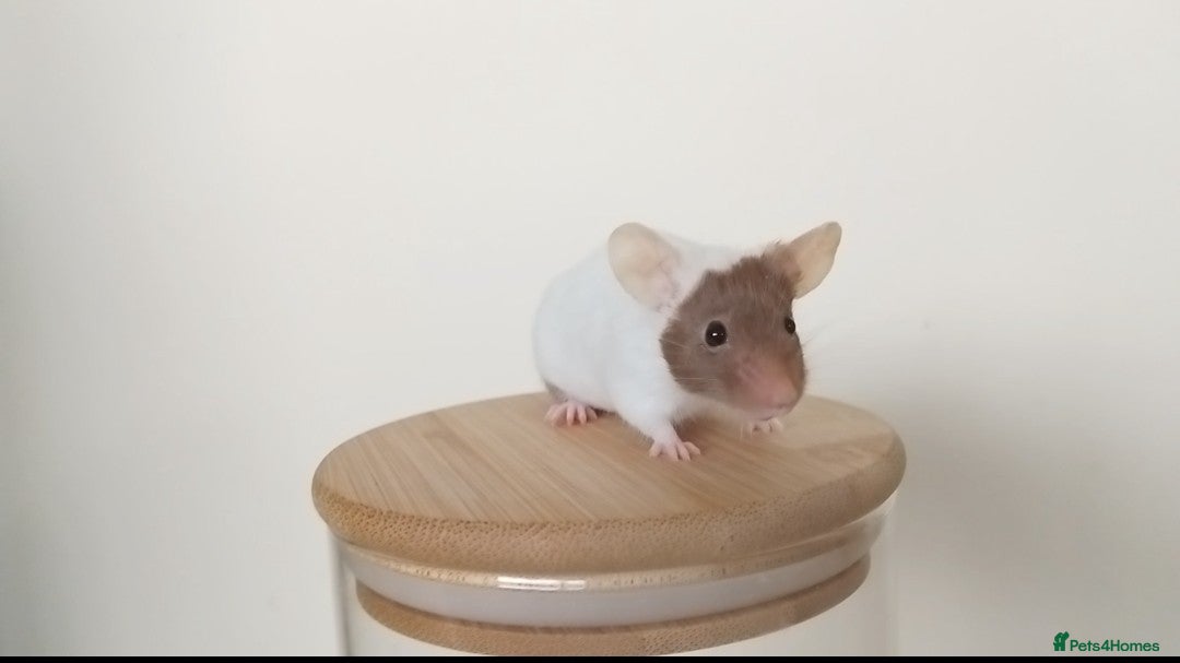 Mouse rodents for sale: 🐭 Female Mice Available for Adoption 🐭 - Image 6