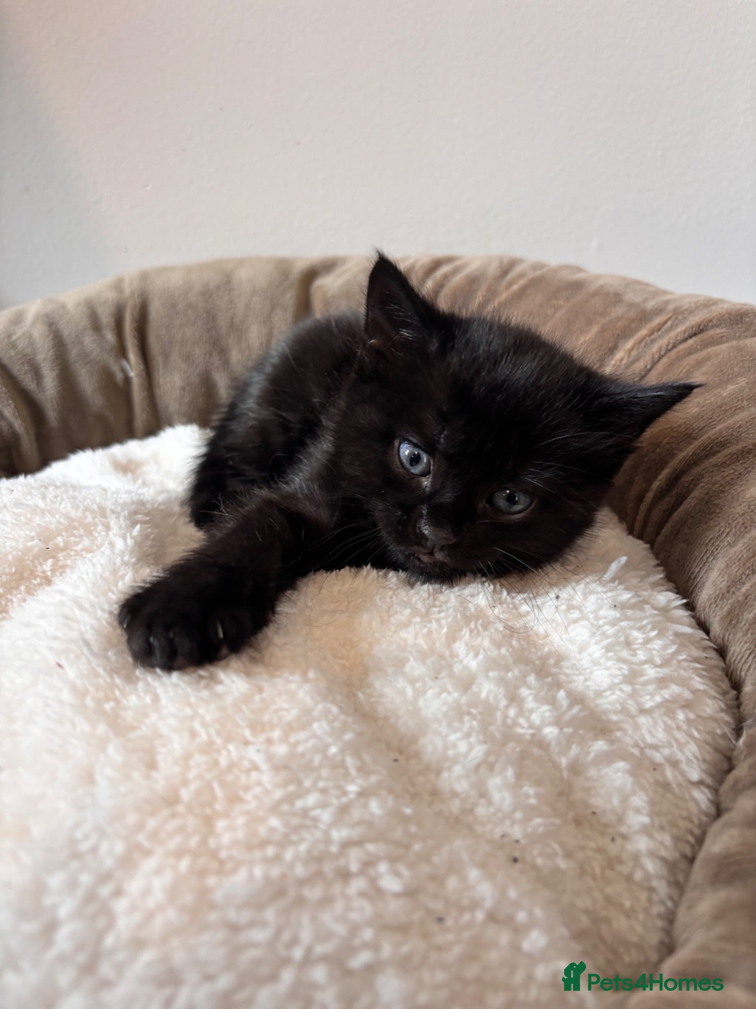 Mixed Breed cats Bengal cross kitten - Advert 17