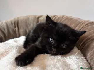 Mixed Breed cats Bengal cross kitten - Advert 17