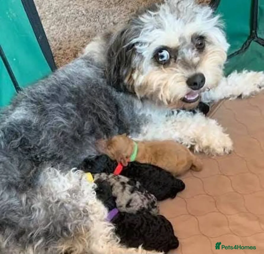 Cavapoo dogs for sale: Stunning f1b cavapoo puppies - Advert 4