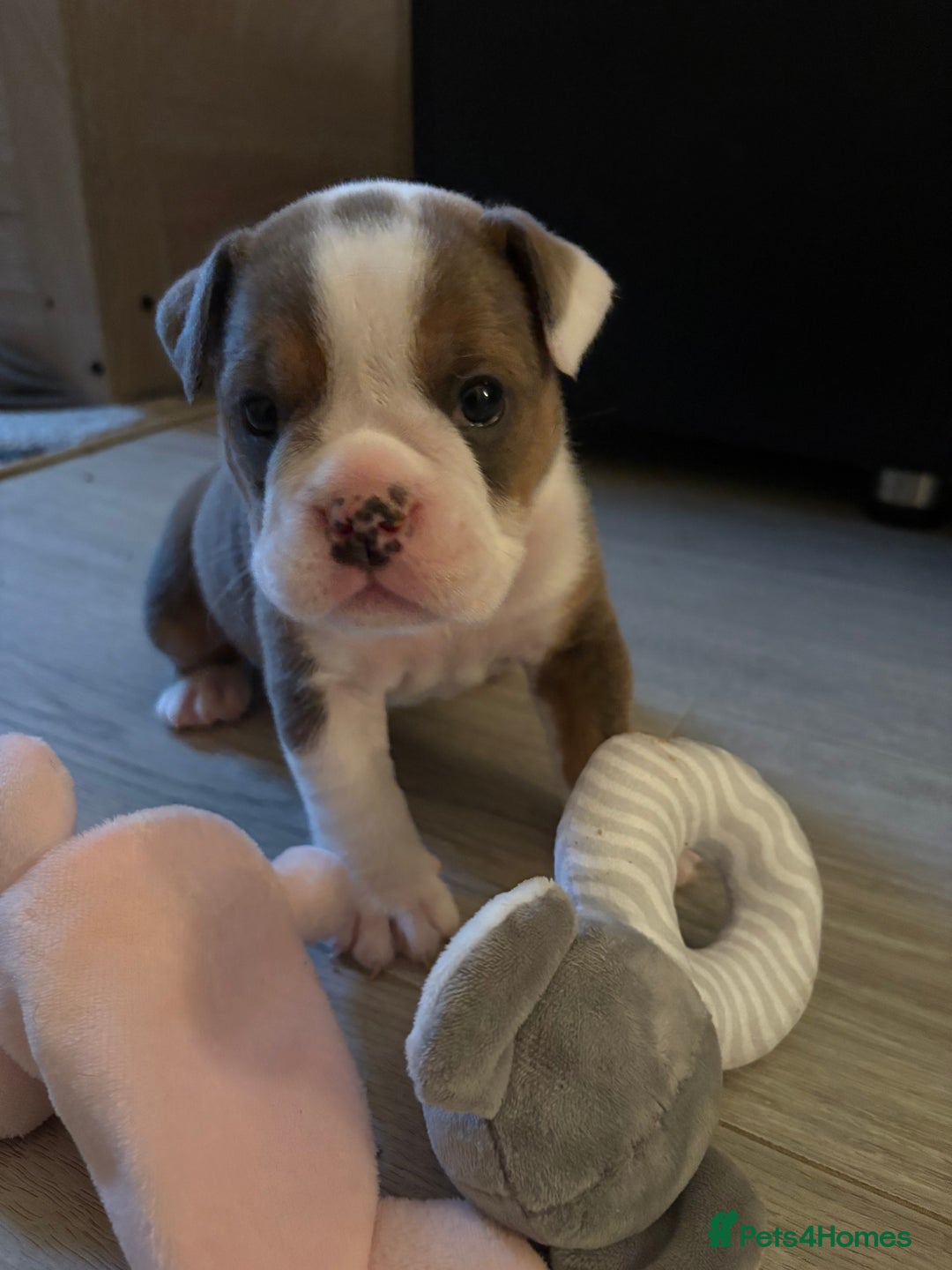 English Bulldog dogs for sale: Gorgeous English bulldog puppy’s  - Image 17