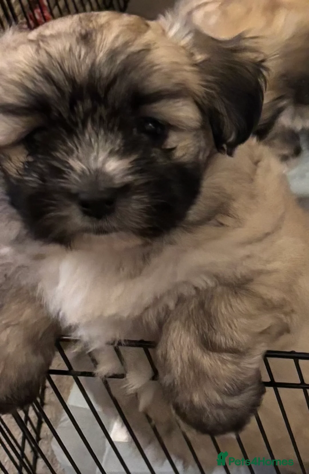 Maltipoo dogs for sale: Maltipoo - Advert 32