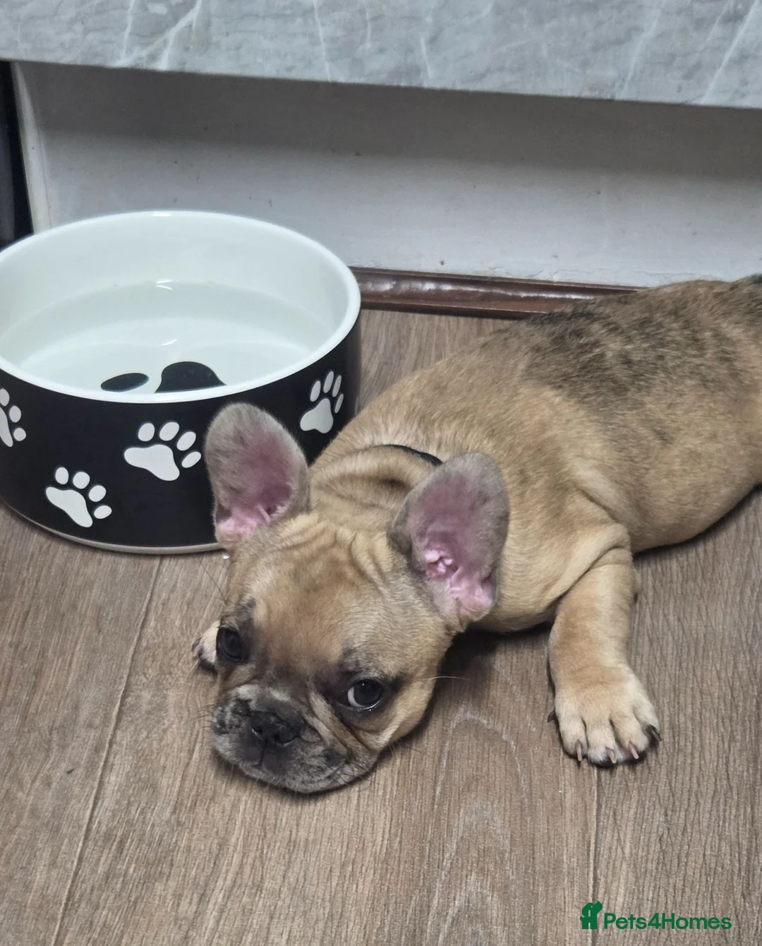 French Bulldog dogs for sale: French bulldog ready to leave last boy and girl - Advert 2
