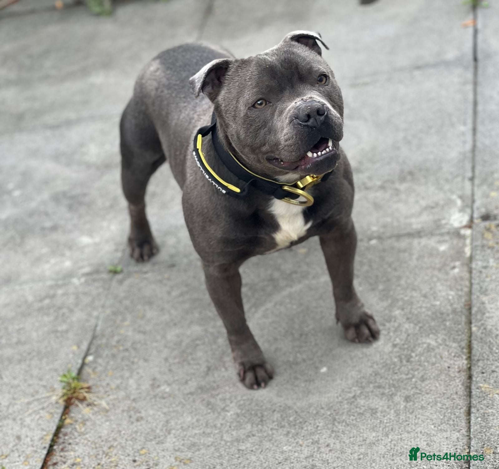 Staffordshire Bull Terrier dogs BEAUTIFUL BULLSCAFF SON UP FOR STUD in Birmingham - Advert 17