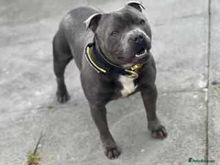 Staffordshire Bull Terrier dogs in Birmingham - Advert 32