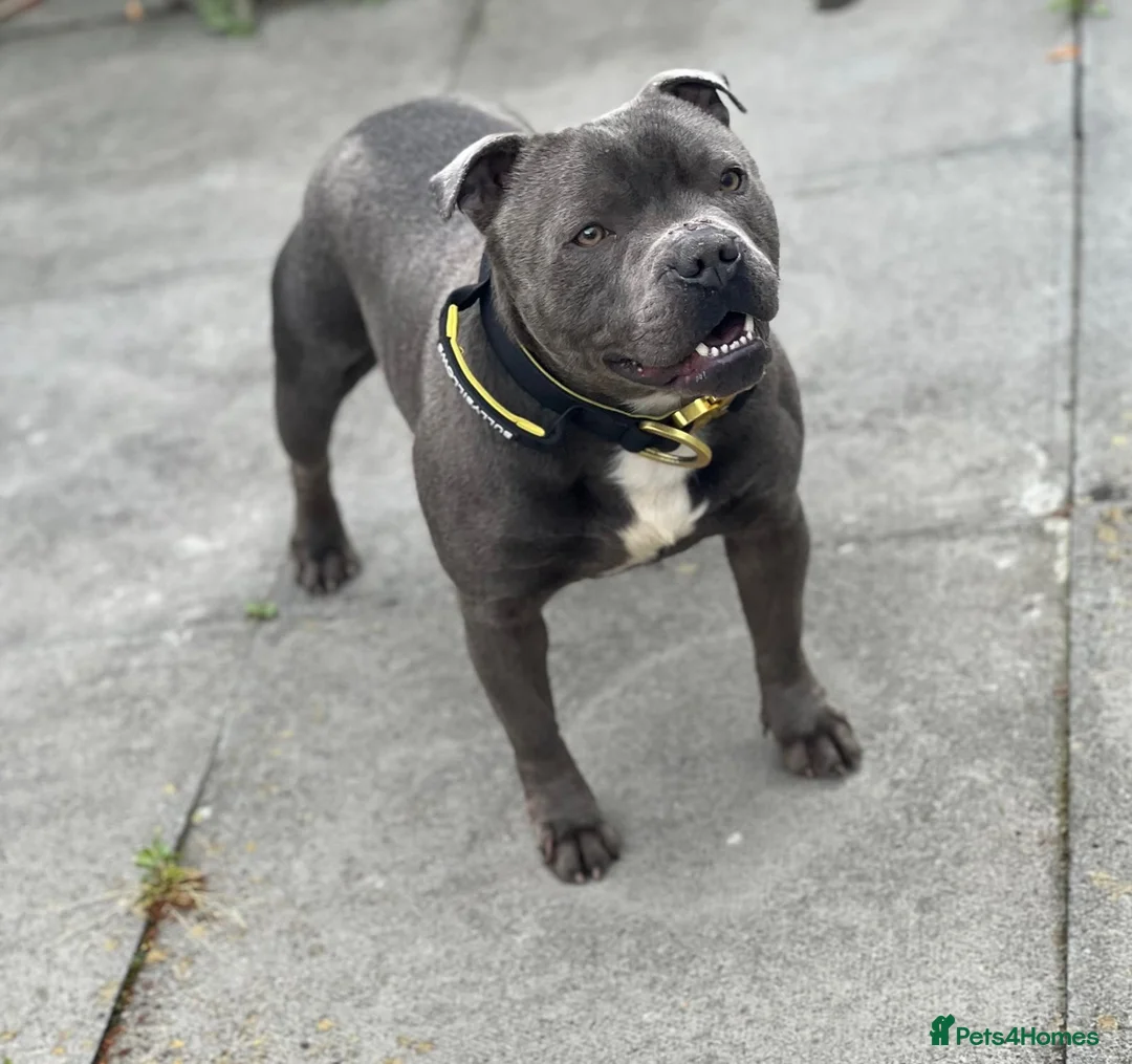 Staffordshire Bull Terrier dogs for stud: BEAUTIFUL BULLSCAFF SON UP FOR STUD in Birmingham - Advert 1