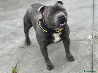 Staffordshire Bull Terrier dogs BEAUTIFUL BULLSCAFF SON UP FOR STUD in Birmingham - Advert 1