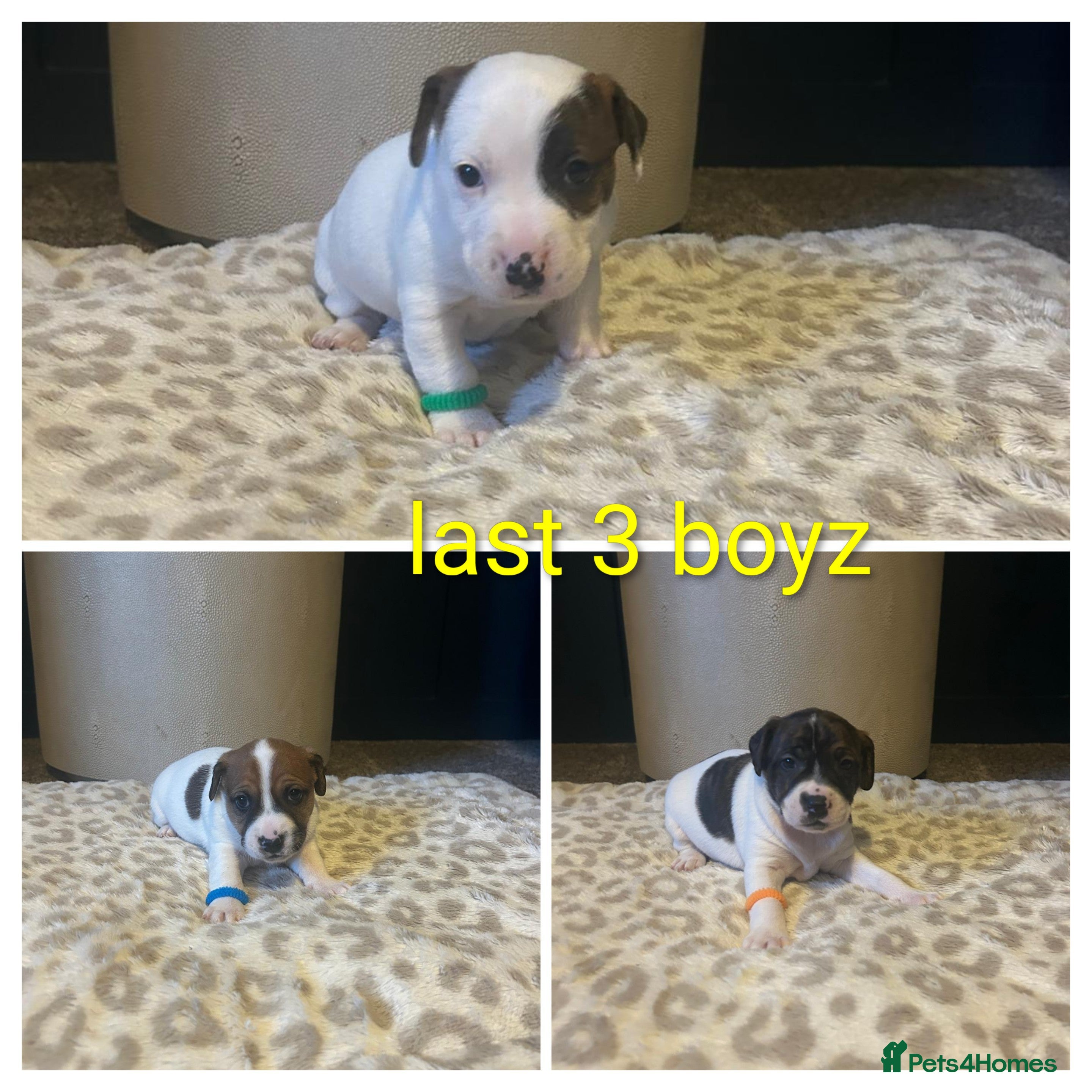 Mixed Breed dogs Jackastaff last 3 boyz left - Advert 17