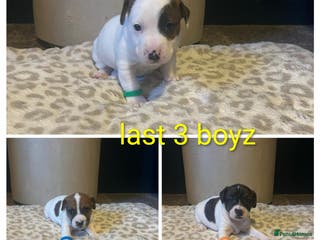 Mixed Breed dogs Jackastaff last 3 boyz left - Advert 17