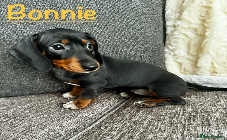Miniature Dachshund dogs - Advert 3