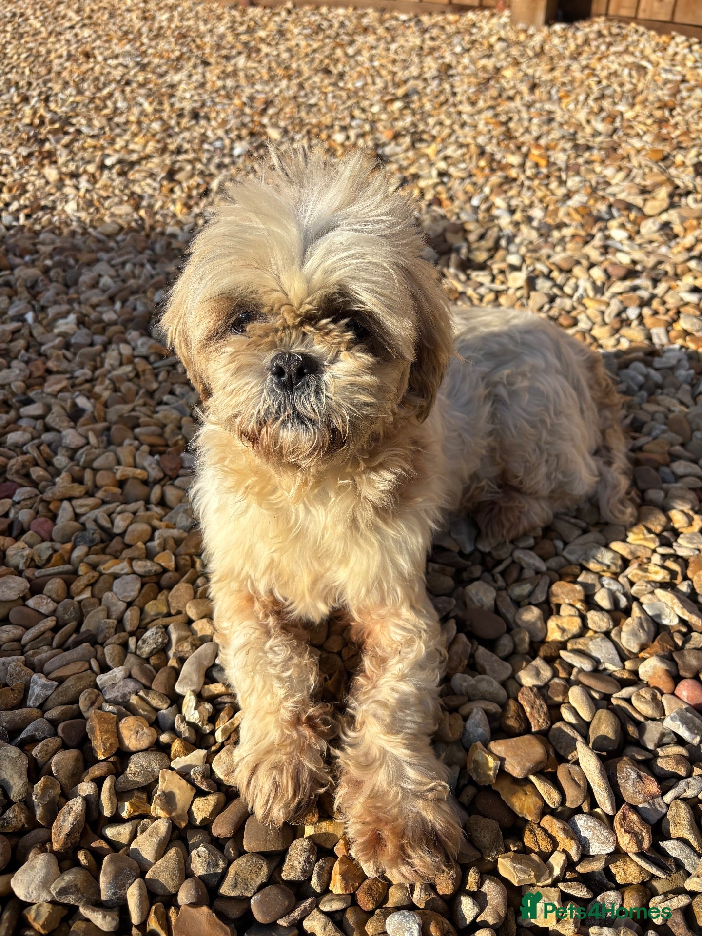 Malshi dogs for sale: Malshi puppie - Advert 3