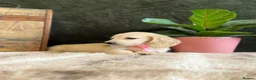 Miniature Dachshund dogs for sale: EXQUISITE CREAM KC MINIATURE DACHSHUND  LONG HAIR - Advert 3