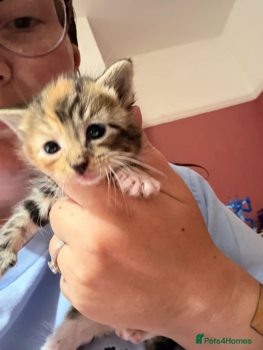 Mixed Breed cats for sale: Beautiful kittens  - Advert 2
