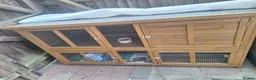 Mini Lop rabbits for sale: Gorgeous Friendly Bonded Mini Lops with New Hutch in Dartford - Advert 6
