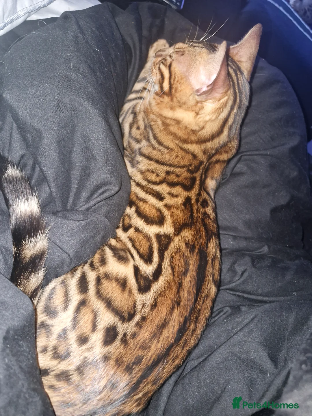 Bengal cats for sale: Brown Rosette Male Bengal Kitten - Advert 1
