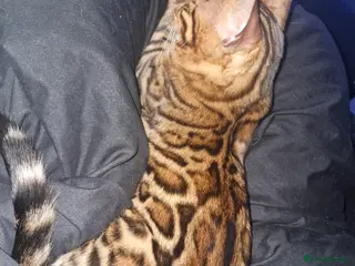 Bengal cats Brown Rosette Male Bengal Kitten - Advert 1