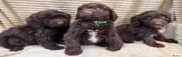 Cockapoo dogs for sale: Beautiful Cockapoo Puppies  - Advert 8