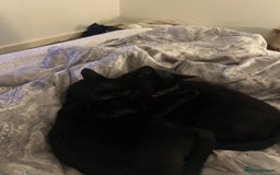 Bombay cats for sale: 2 female cats ******! - Image 7