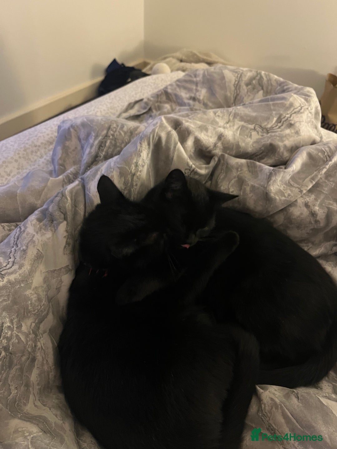Bombay cats for sale: 2 female cats ******! - Image 7