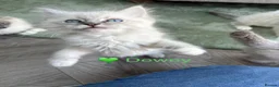 Ragdoll cats for sale: GCCF Registered - 1 Blue Tabby Remaining  - Advert 28