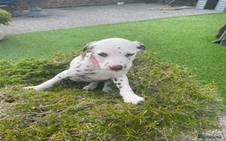 Dalmatian dogs for sale: Stunning litter of 6 Dalmatian puppies  - Image 6
