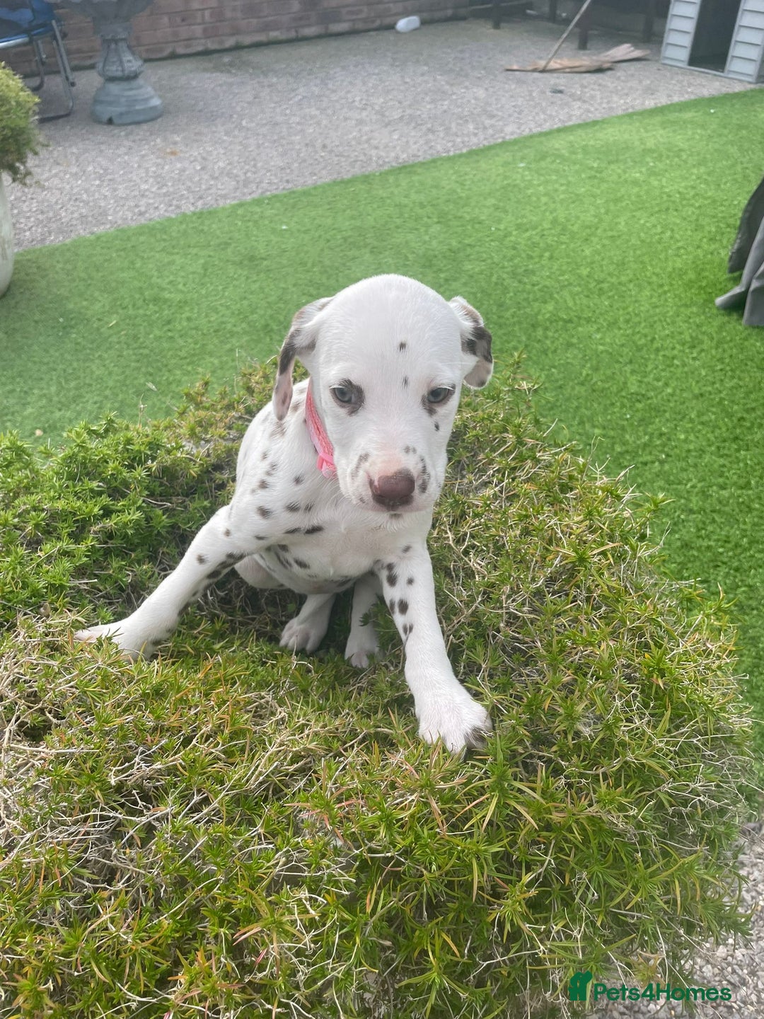 Dalmatian dogs for sale: Stunning litter of 6 Dalmatian puppies  - Image 6
