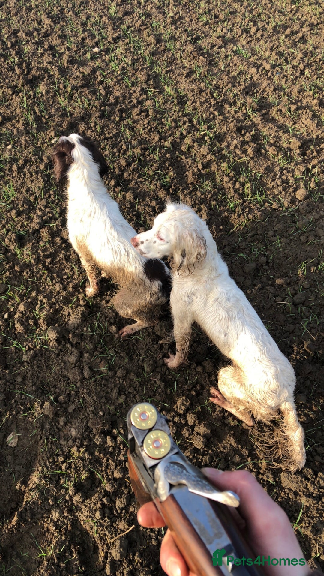 English Springer Spaniel dogs for stud: HEALTHTESTED WORKING ENGLISH SPRINGER SPANIEL in Bishop Auckland - Advert 18