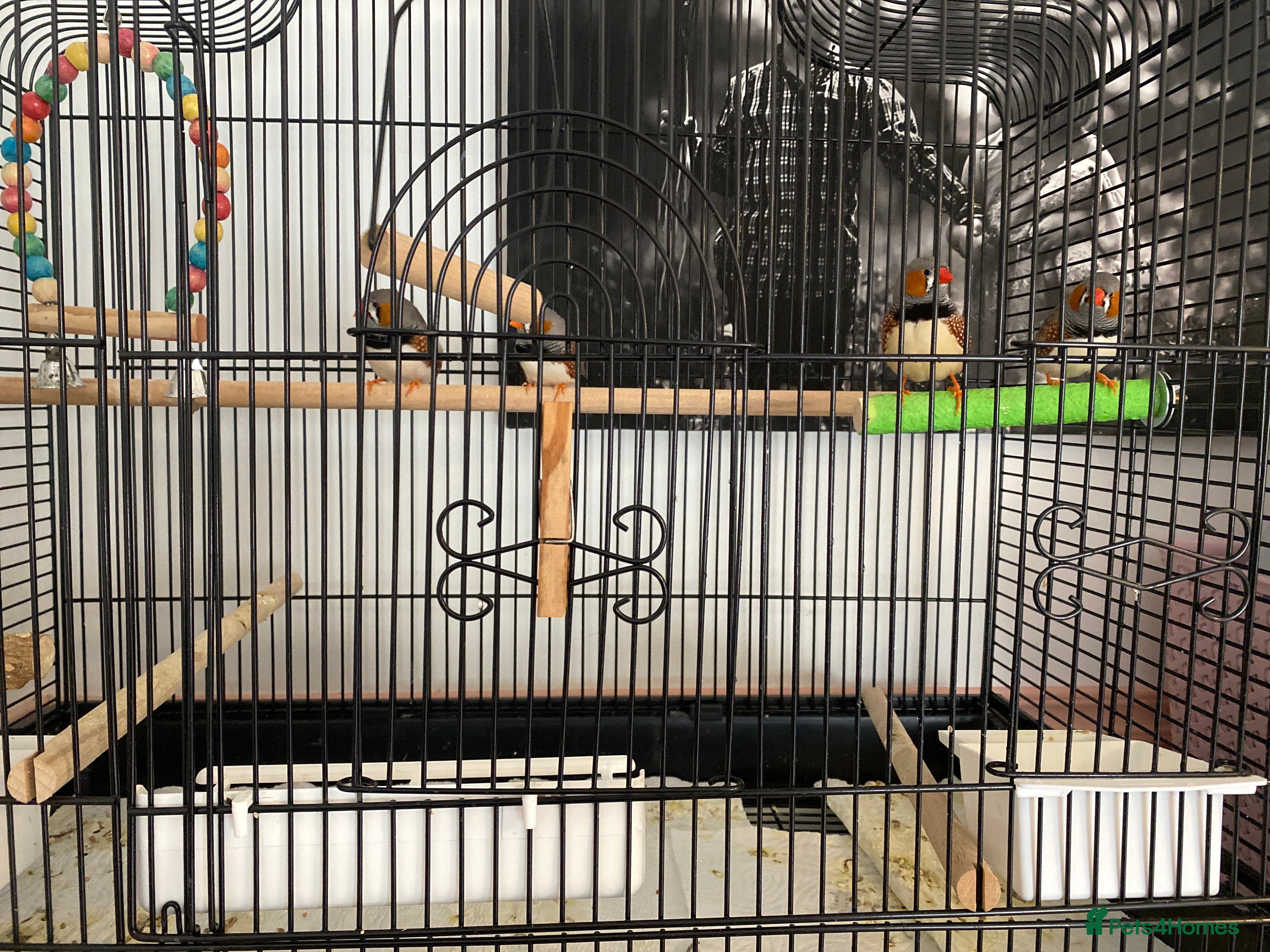 Finches birds 4 male Zebra Finches  - Advert 1