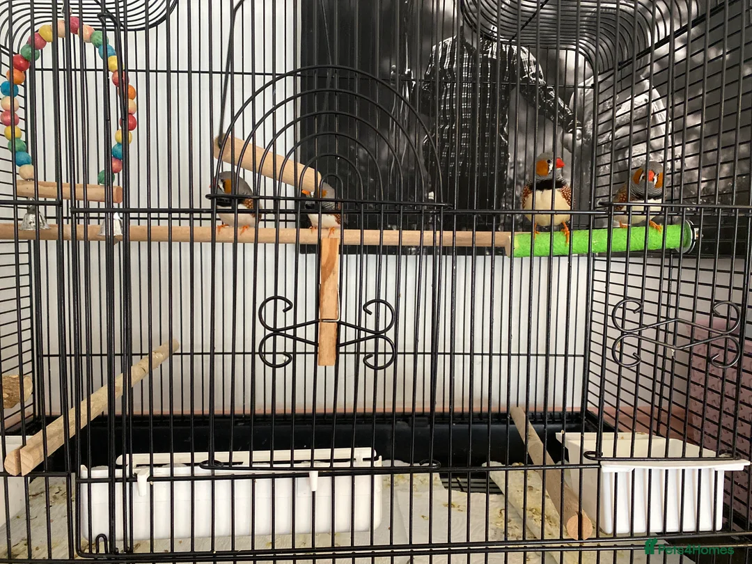 Finches birds for sale: 4 male Zebra Finches  - Advert 1