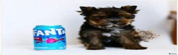 Yorkshire Terrier dogs for sale: READY NOW FULLY VACCINATED MINIATURE YORKIE KC DNA - Advert 7