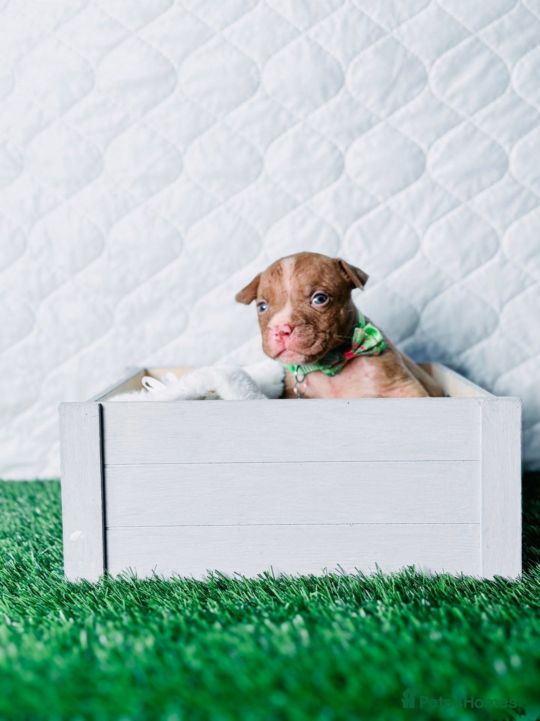 American Bully dogs for sale:  Bully x Staffie pups (2 Boys left) - Advert 10