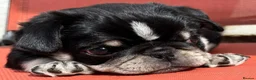 Pug dogs for sale: Kc registered pug puppies for sale - Advert 19