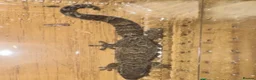 Lizard reptiles for sale: Available Rescues Looking for Their Forever Homes - Advert 8