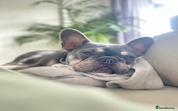 French Bulldog dogs for sale: 2 year old French Bulldog  - Advert 2