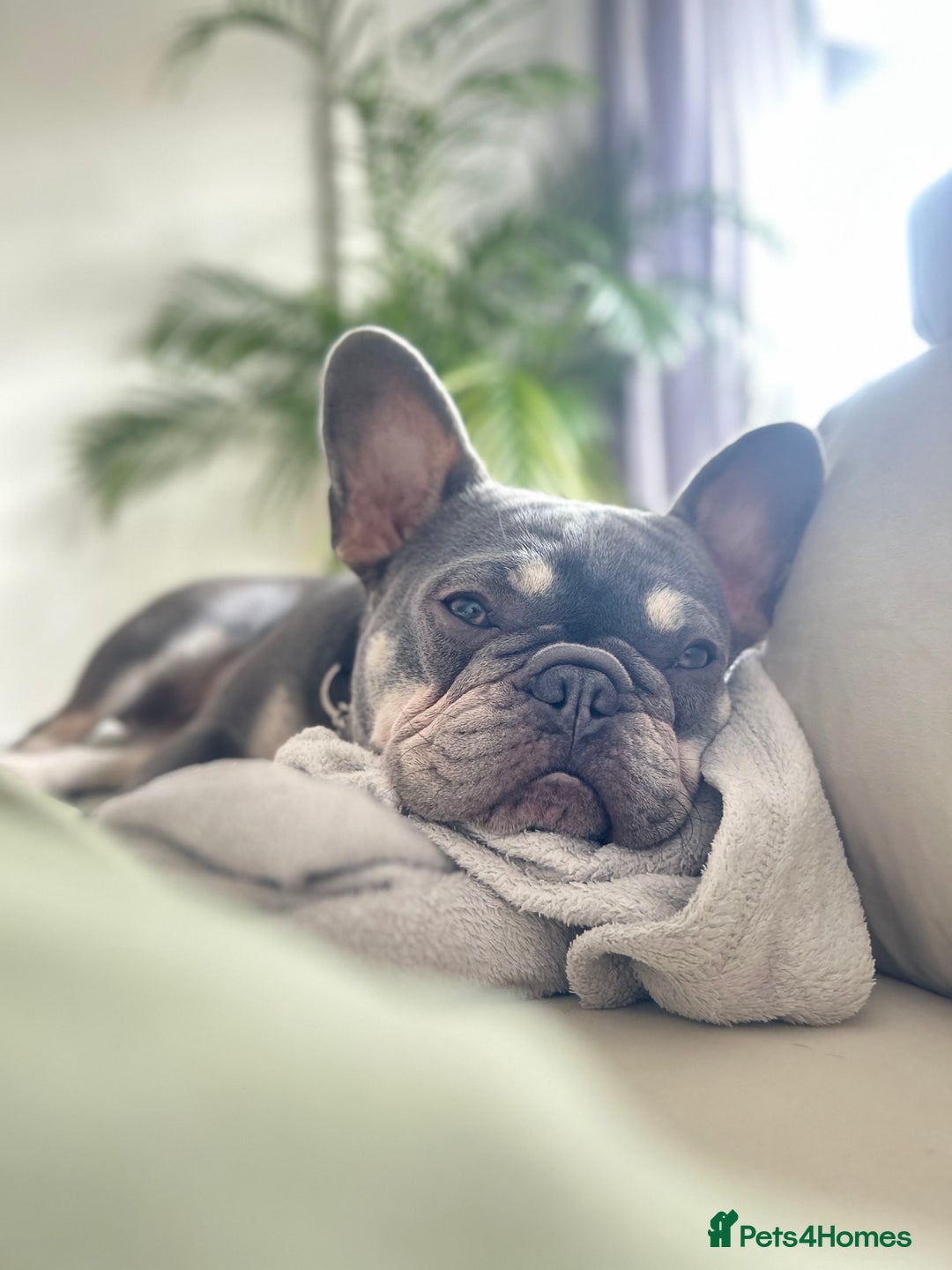 French Bulldog dogs for sale: 2 year old French Bulldog  - Advert 2