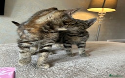Mixed Breed cats for sale: 2 beautiful kittens ready for a loving home - Image 16