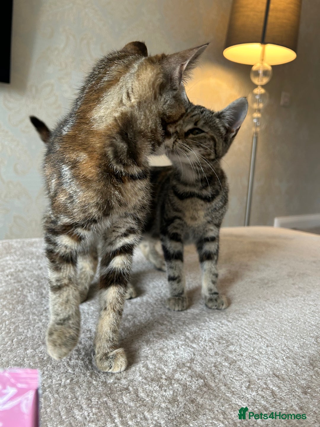 Mixed Breed cats for sale: 2 beautiful kittens ready for a loving home - Image 16