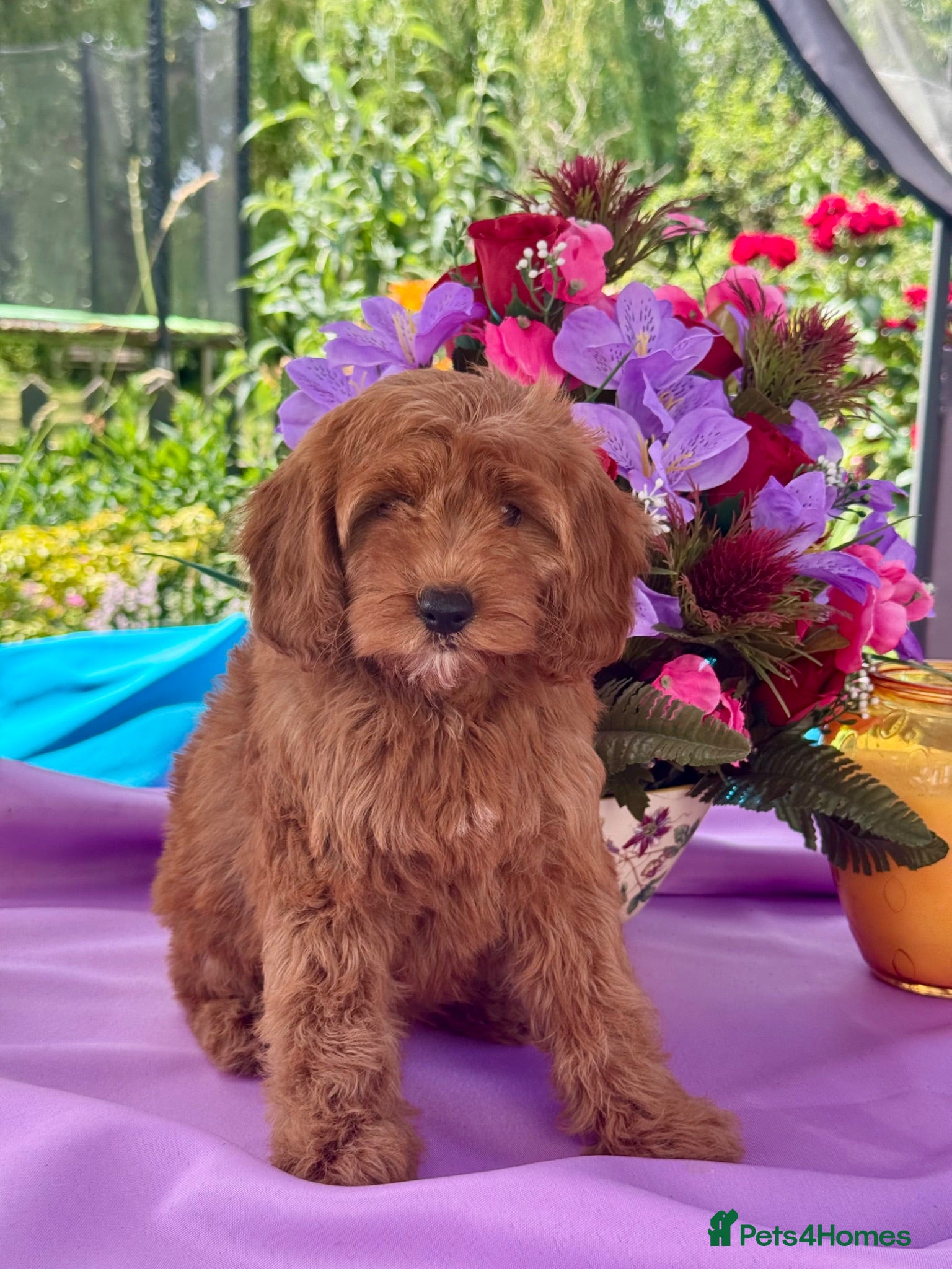 Cockapoo dogs 2 left f1 dna tested clear cockerpoos puppies  - Advert 18