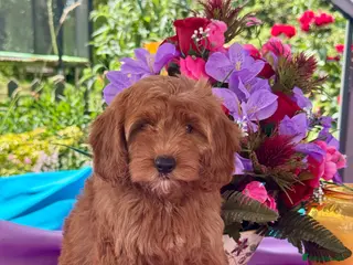 Cockapoo dogs 2 left f1 dna tested clear cockerpoos puppies - Advert 11