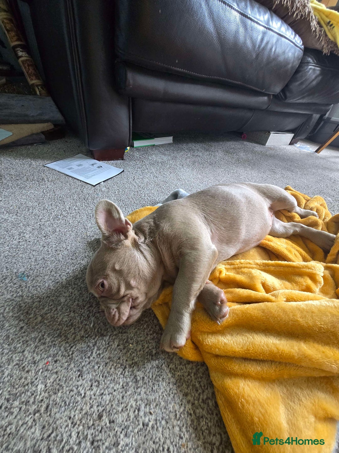 French Bulldog dogs for sale: 7 month Female French Bulldog  - Image 3
