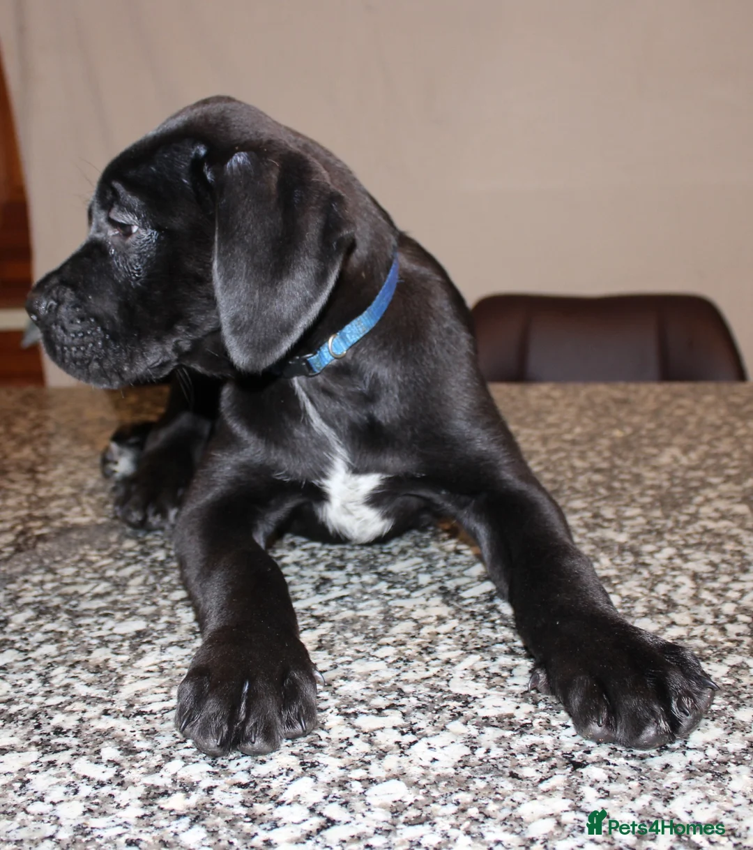 Cane Corso dogs for sale: PRICE DOWN, 1 BOY 2 GIRLS LEFT - Advert 19