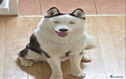 Siberian Husky dogs for stud: Stunning Blue eye Sibrian Husky for Stud  in Liverpool - Image 4