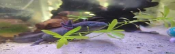 Axolotl reptiles for sale: Axolotl ready now - Advert 5