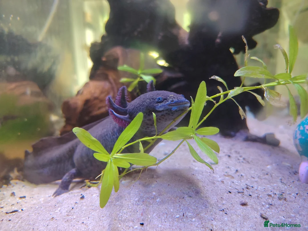 Axolotl reptiles for sale: Axolotl ready now - Advert 5