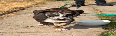 Mixed Breed 1