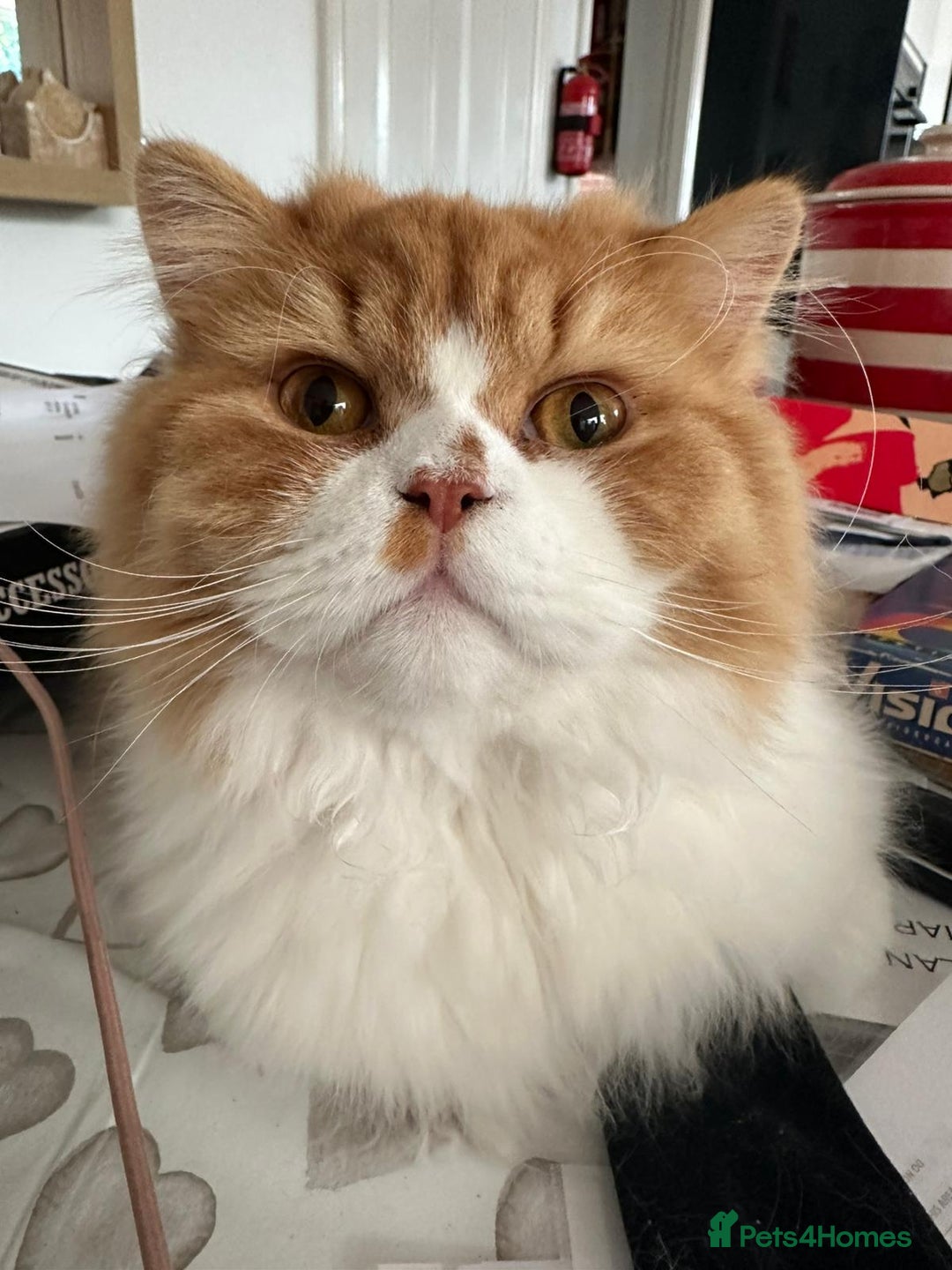 British Longhair cats for sale: *RESERVED* Red Bicolour British Longhair Kitten - Image 16