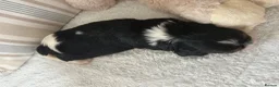 Cavalier King Charles Spaniel dogs for sale: Kc Reg’d, health tested female Cavalier pups - Advert 7