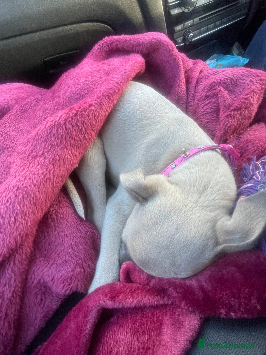 Mixed Breed dogs for sale: Italian Greyhound X, 9 week old girl 🎀🐾🐕 - Advert 4