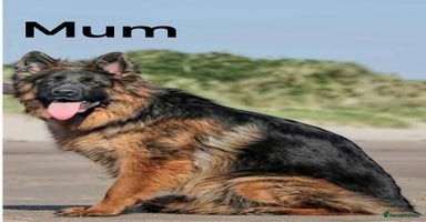 German Shepherd dogs - Advert 7